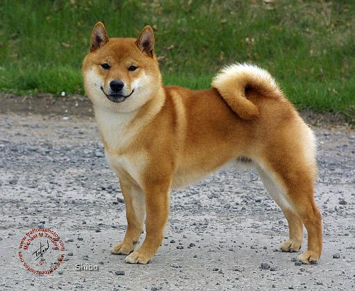 Shiba 9T075D-014.JPG